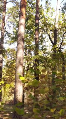 Gündüz Ukrayna 'daki bir sonbahar ormanının dikey videosu