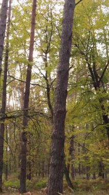 Gündüz Ukrayna 'daki bir sonbahar ormanının dikey videosu