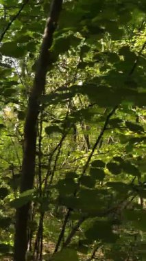 Gündüz Ukrayna 'daki bir sonbahar ormanının dikey videosu