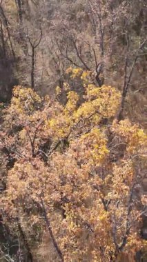 Gündüz Ukrayna 'daki bir sonbahar ormanının dikey videosu