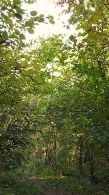 Gündüz Ukrayna 'daki bir sonbahar ormanının dikey videosu