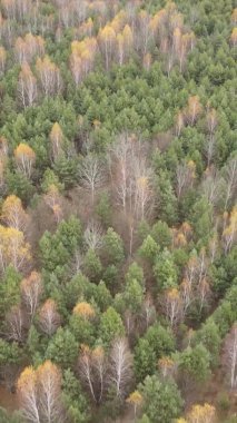 Gündüz Ukrayna 'daki bir sonbahar ormanının dikey videosu