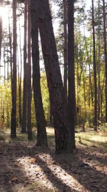Gündüz Ukrayna 'daki bir sonbahar ormanının dikey videosu