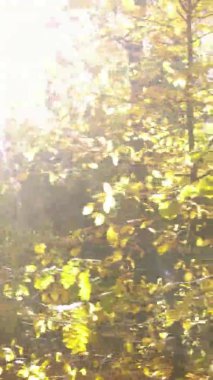 Gündüz Ukrayna 'daki bir sonbahar ormanının dikey videosu