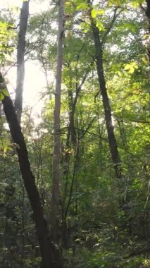Gündüz Ukrayna 'daki bir sonbahar ormanının dikey videosu
