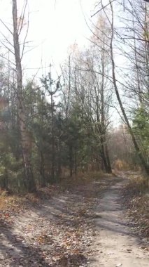 Gündüz Ukrayna 'daki bir sonbahar ormanının dikey videosu