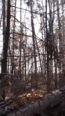 Gündüz Ukrayna 'daki bir sonbahar ormanının dikey videosu