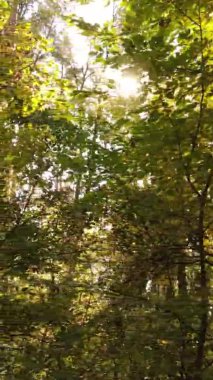 Gündüz Ukrayna 'daki bir sonbahar ormanının dikey videosu