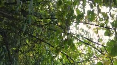 Gündüz Ukrayna 'daki bir sonbahar ormanının dikey videosu