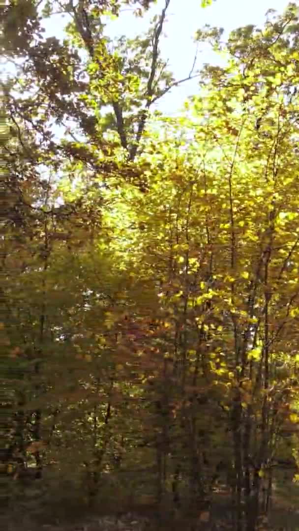 Vertikální Video Podzimního Lesa Během Dne Ukrajině — Stock video