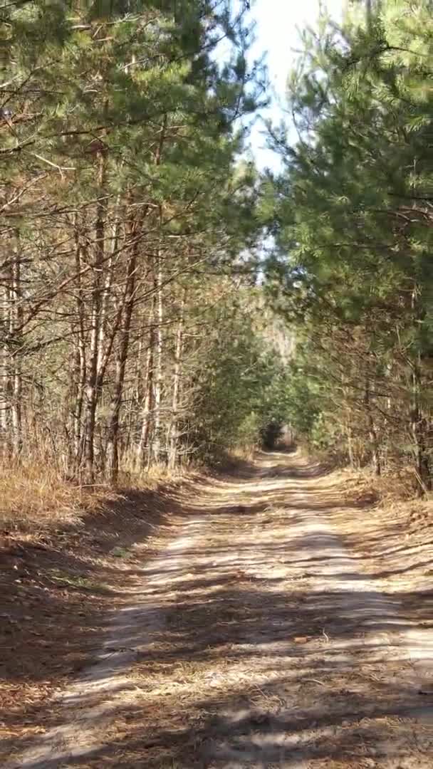 Vídeo Vertical Bosque Otoñal Durante Día Ucrania — Vídeo de stock