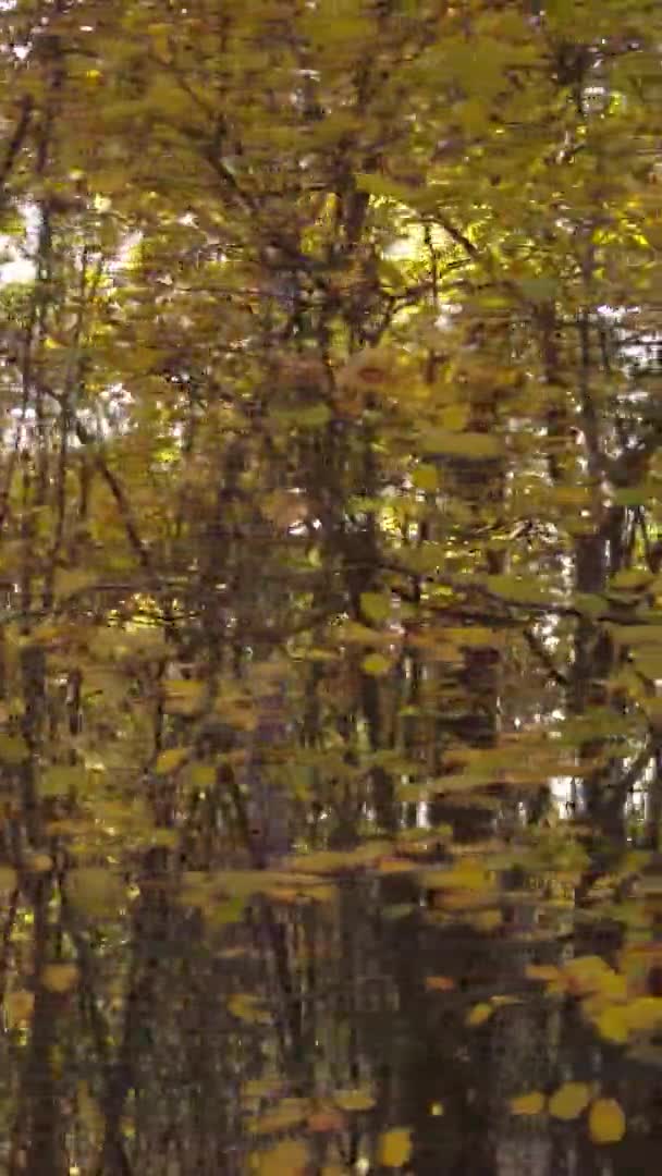 Vidéo Verticale Une Forêt Automne Pendant Journée Ukraine — Video