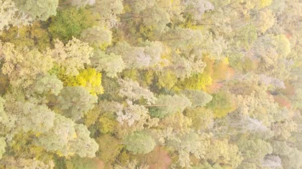 Vertical Video Autumn Forest Day Ukraine — Stock Video