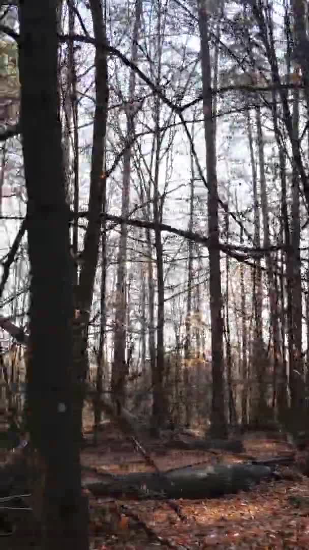 Pionowe Wideo Jesiennego Lasu Ciągu Dnia Ukrainie — Wideo stockowe
