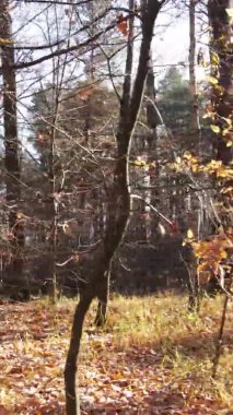 Gündüz Ukrayna 'daki bir sonbahar ormanının dikey videosu