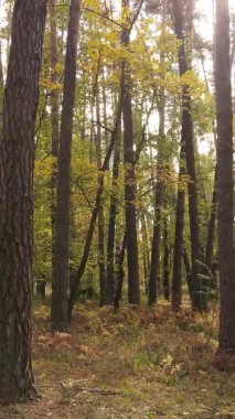 Gündüz Ukrayna 'daki bir sonbahar ormanının dikey videosu