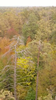 Gündüz Ukrayna 'daki bir sonbahar ormanının dikey videosu