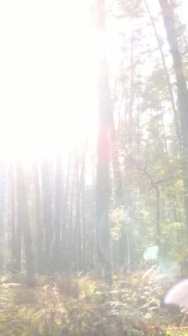 Gündüz Ukrayna 'daki bir sonbahar ormanının dikey videosu