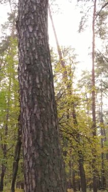 Gündüz Ukrayna 'daki bir sonbahar ormanının dikey videosu