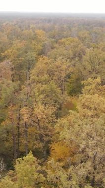 Gündüz Ukrayna 'daki bir sonbahar ormanının dikey videosu