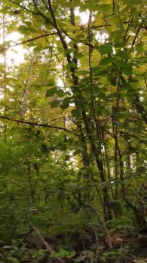 Gündüz Ukrayna 'daki bir sonbahar ormanının dikey videosu