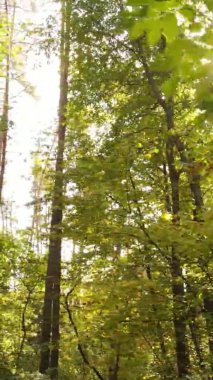 Gündüz Ukrayna 'daki bir sonbahar ormanının dikey videosu