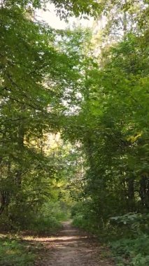 Gündüz Ukrayna 'daki bir sonbahar ormanının dikey videosu