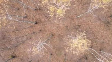 Gündüz Ukrayna 'daki bir sonbahar ormanının dikey videosu