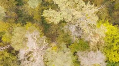 Gündüz Ukrayna 'daki bir sonbahar ormanının dikey videosu