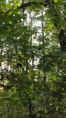 Gündüz Ukrayna 'daki bir sonbahar ormanının dikey videosu