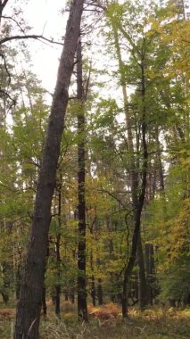 Gündüz Ukrayna 'daki bir sonbahar ormanının dikey videosu