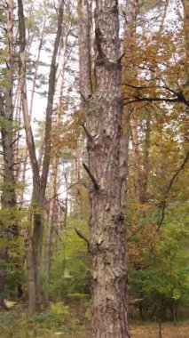 Gündüz Ukrayna 'daki bir sonbahar ormanının dikey videosu