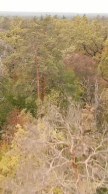 Gündüz Ukrayna 'daki bir sonbahar ormanının dikey videosu