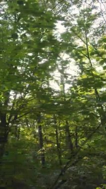 Gündüz Ukrayna 'daki bir sonbahar ormanının dikey videosu