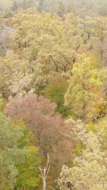 Gündüz Ukrayna 'daki bir sonbahar ormanının dikey videosu