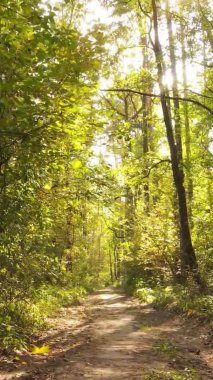 Gündüz Ukrayna 'daki bir sonbahar ormanının dikey videosu
