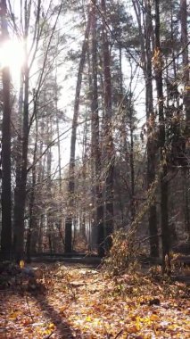 Gündüz Ukrayna 'daki bir sonbahar ormanının dikey videosu