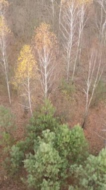 Gündüz Ukrayna 'daki bir sonbahar ormanının dikey videosu