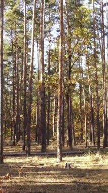 Gündüz Ukrayna 'daki bir sonbahar ormanının dikey videosu