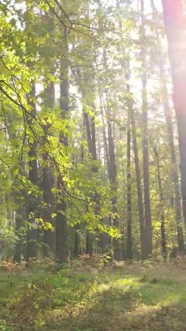 Vertikales Video Eines Herbstwaldes Während Des Tages Der Ukraine — Stockvideo