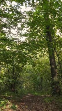 Gündüz Ukrayna 'daki bir sonbahar ormanının dikey videosu