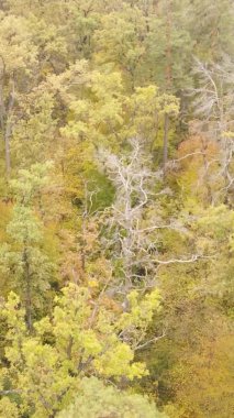 Gündüz Ukrayna 'daki bir sonbahar ormanının dikey videosu