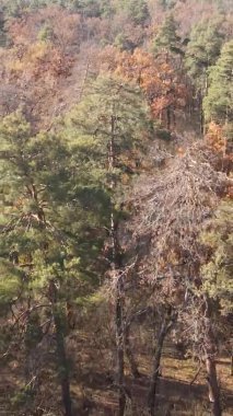 Gündüz Ukrayna 'daki bir sonbahar ormanının dikey videosu