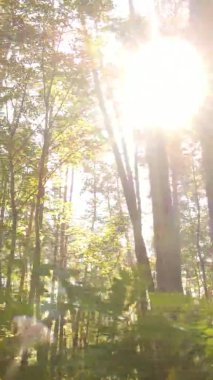 Gündüz Ukrayna 'daki bir sonbahar ormanının dikey videosu