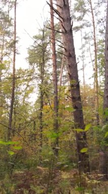 Gündüz Ukrayna 'daki bir sonbahar ormanının dikey videosu