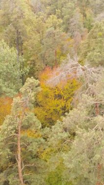 Gündüz Ukrayna 'daki bir sonbahar ormanının dikey videosu