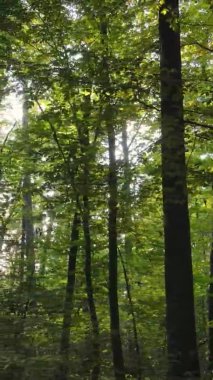 Gündüz Ukrayna 'daki bir sonbahar ormanının dikey videosu