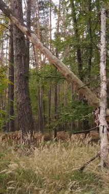 Gündüz Ukrayna 'daki bir sonbahar ormanının dikey videosu