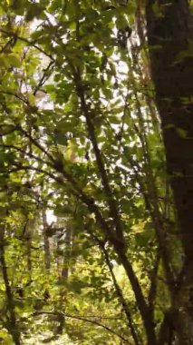 Gündüz Ukrayna 'daki bir sonbahar ormanının dikey videosu