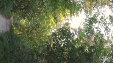 Gündüz Ukrayna 'daki bir sonbahar ormanının dikey videosu